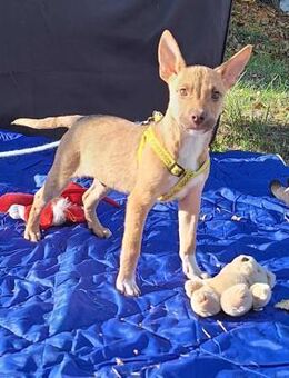 Der sanfte Robin sucht ein Zuhause ! - Dortmund