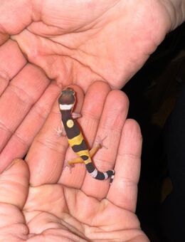 Leopardgeckos - Kinderbeuern