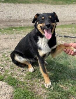MAREK - sucht baldiges Zuhause.... - Kempen
