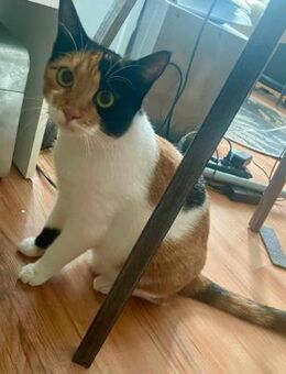 Liebe Lina sucht ein Zuhause - Margetshöchheim