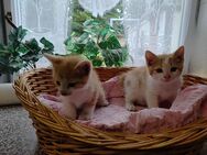Kater - Börde-Hakel