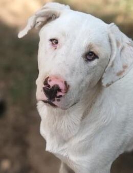 Lakis - ein fröhliches junges Kerlchen - Krefeld