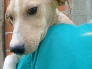 Husky-Mix ♥Lois♥ schmusiges Powerpaket - Hamburg