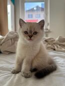 Britisch Kurzhaar (Blue Point / Silver Shaded) in 96052