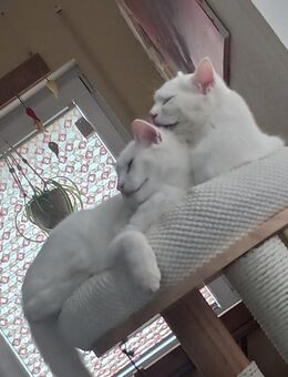 2 weiße Kater abzugeben - Attenhofen