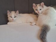 ✨ Süße Katzenbabys suchen ein liebevolles Zuhause 🐾 - Elmenhorst (Landkreis Herzogtum Lauenburg)