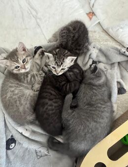 Bengal und BKH Mix Kitten abzugeben ! - Rüsselsheim