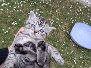 Katzenbabys Mix getiegert bald abgabebereit - Groß Umstadt
