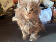 1 XXL Maine Coon Kitten - Wartmannsroth