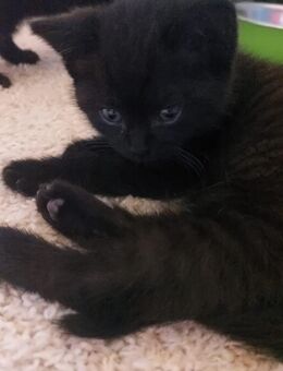 BKH Mix Kitten sucht liebevolles Zuhause - Bismark (Altmark)