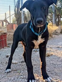 ruhiger freundlicher KAS - Völklingen