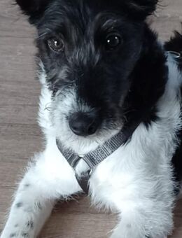 Aufgeweckter Dumbo sucht Terrier-Fans - Großefehn