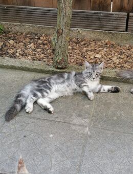 Maine coon kitten - Meißner