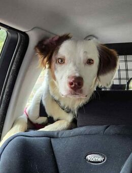 Timmy - aktiver Junghund liebt Kinder - Rheine