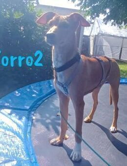 Zorro2 Charmeur mit großem Herz 02/25 DE - Ruppertsecken