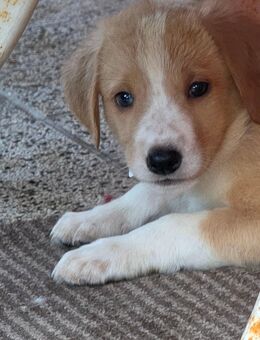 Mischlingswelpen suchen zuhause 🥰 - Wustrow (Wendland)