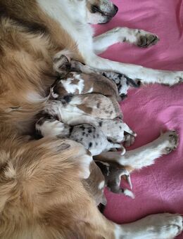 Border Collie Australien Shepherd Welpen - Eisfeld