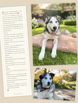 Huskymischling Colt sucht ein Zuhause - Vacha