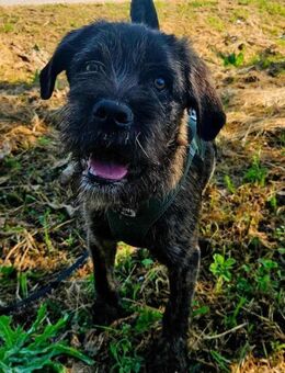 Zurro sucht seine Familie - Berlin