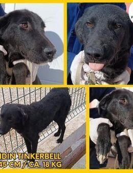 Tinkerbell Mischling Hündin Junghund - Margetshöchheim