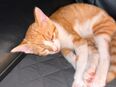 2 süße Katzen / Kitten suchen liebevolles Zuhause in 92242