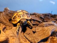 Griechische Landschildkröten (Testudo hermanni) - Dorsten