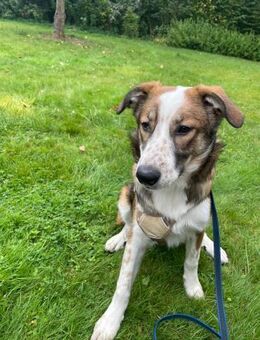 Verschmuste Nelly❤️ sucht liebes Heim - Seggebruch