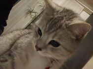 BKH Kitten - Haren (Ems)