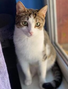 ❣️ Benedict - Herzenskaterchen 💚 - Eislingen (Fils)