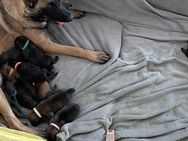 Welpen Deutscherschäferhund - Malinois - Gemünden (Landkreis Rhein-Hunsrück-Kreis)