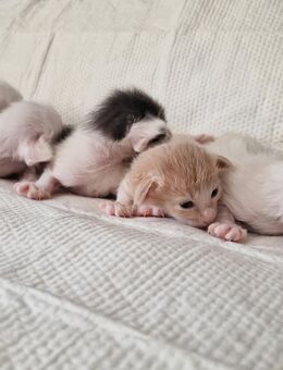 Siamesen und Balinesen kitten - Berlin Spandau