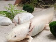 Axolotl, Harlekin,18 cm, männlich aus MV - Schwerin Zentrum