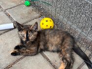 Britisch kurzhaar Mix Kater kitten - Starkenberg