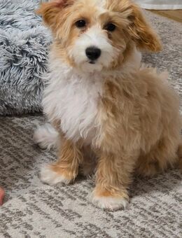 Maltipoo Weibchen Lili - Wörth (Donau)