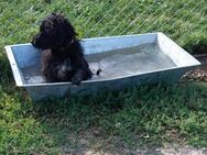 Die lustige Daisy liebt es im Wasser zu - Ludwigshafen (Rhein)