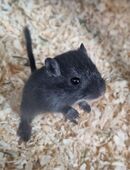 Wüstenrennmäuse Jungtiere in 48153