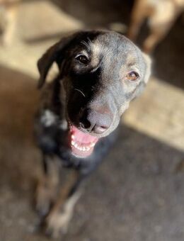 Sun ist eine Kuscheltante 🐾 - Elsdorf (Nordrhein-Westfalen)