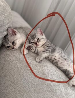 BKH kitten - Büdingen
