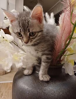 Zuckersüße Babykatze - Rheinmünster