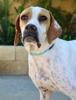 Roxanna sucht dringend Familienanschluss - Laatzen