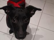 Mischling klein "Cleo" 1,5 Jahre - Leipzig