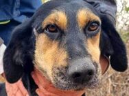 Stella sucht ein Zuhause - Neuhausen (Fildern)