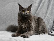 Maine Coon Katze Blau mit Stammbaum - München Neuhausen-Nymphenburg