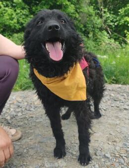 Bundo 💗 sanfter, lieber, treuer Rüde - Hamburg