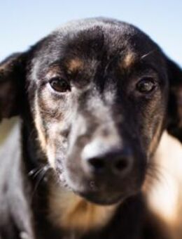 FRIDA💖4-Pfoten-Sonnenscheinchen - Hamburg