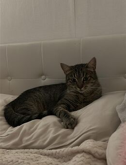 Europäische kurzhaarige Hauskatze - Brechen