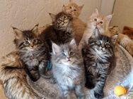 Maine Coon Kitten - Nienburg (Weser)