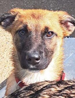 Silja die Göttliche - Obertshausen