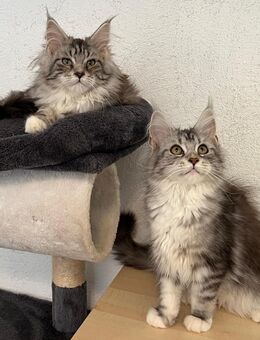 Maine Coon Kitten reinrassig - Hahn