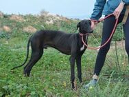 Sirius Black - ein Stern sucht Glück! - Lenningen